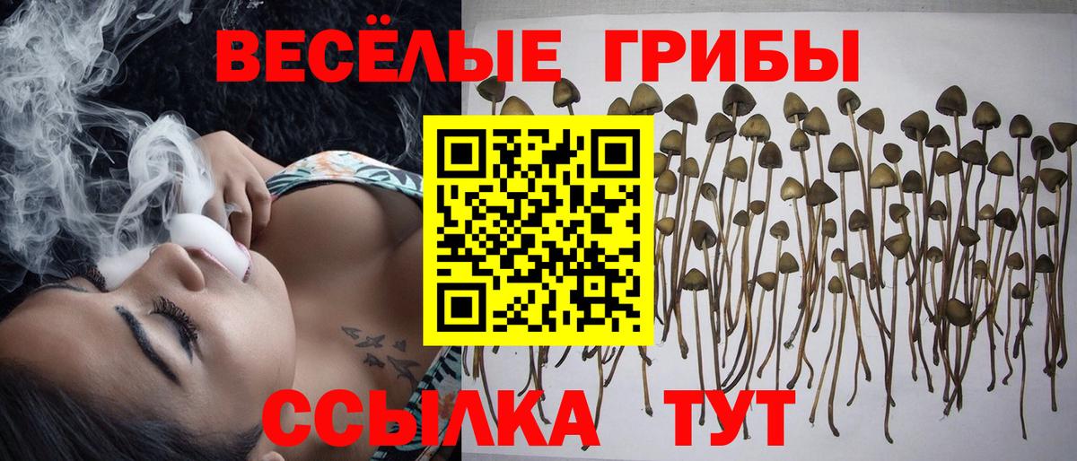 Псилоцибиновые грибы Psilocybine cubensis  Вход с VPN  Котовск 